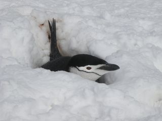 A chinstrap penguin nesting in the snow.