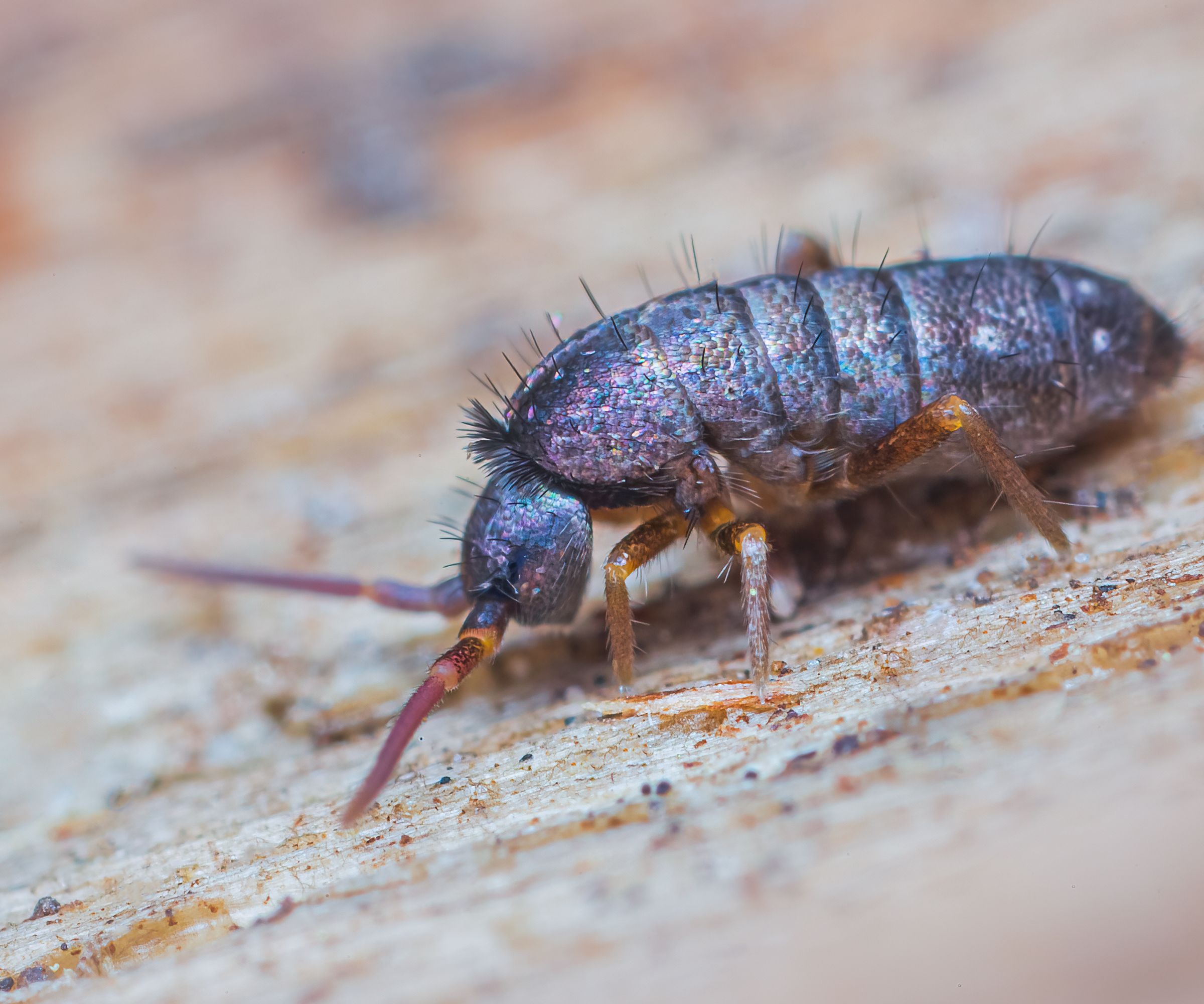 How To Get Rid Of Springtails: Handling A Springtail Infestation