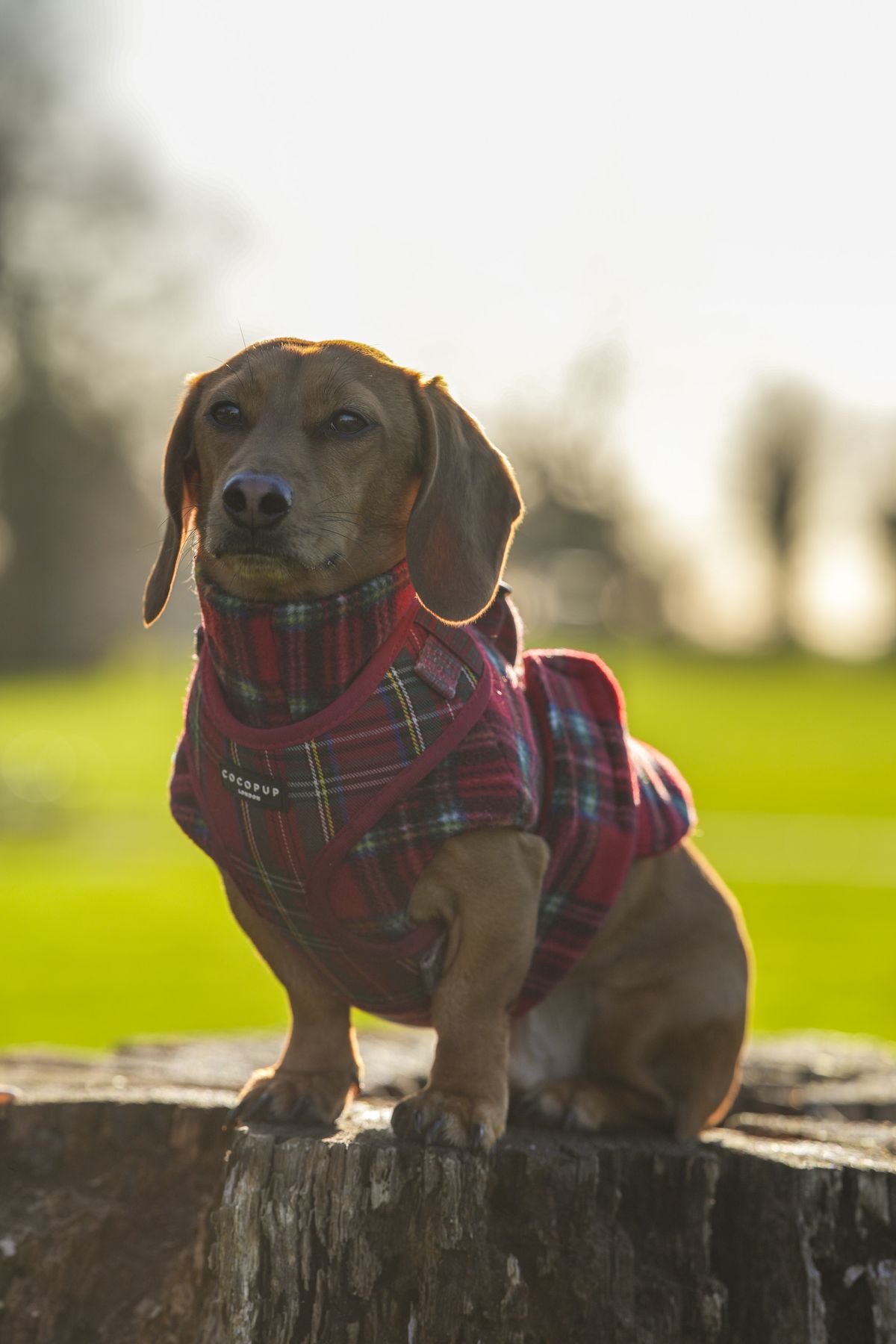 Test shots of a sausage dog dachshund with Sigma 135mm f/1.4 DG Art lens on a Sony A7R IV body