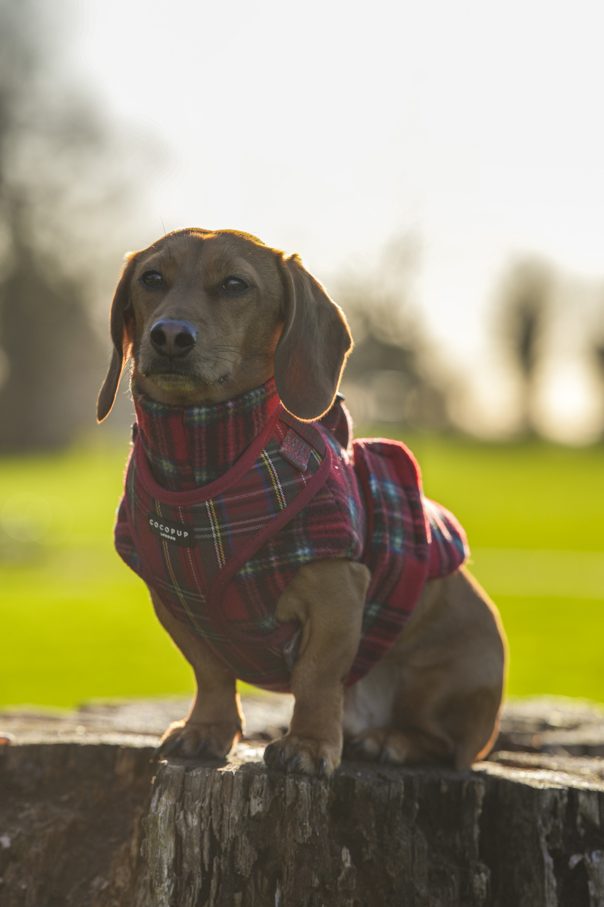 Test shots of a sausage dog dachshund with Sigma 135mm f/1.4 DG Art lens on a Sony A7R IV body