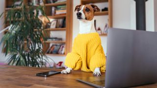 Dog wearing sweater