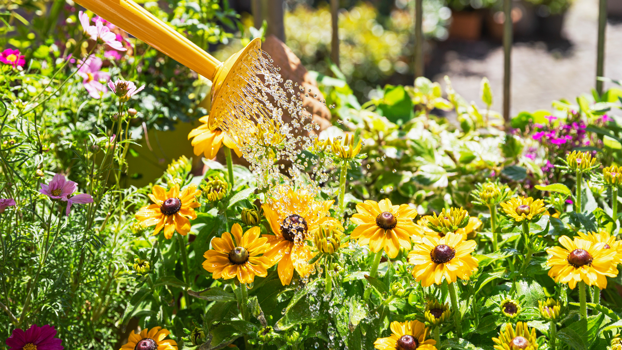 Watering yellow rudbeckia hardy perennial with a yellow watering can in garden