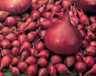 Electric onions and onion sets for October planting