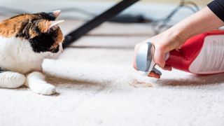 Person showing how to clean carpet with vinegar in spray bottle, with cat sat nearby.