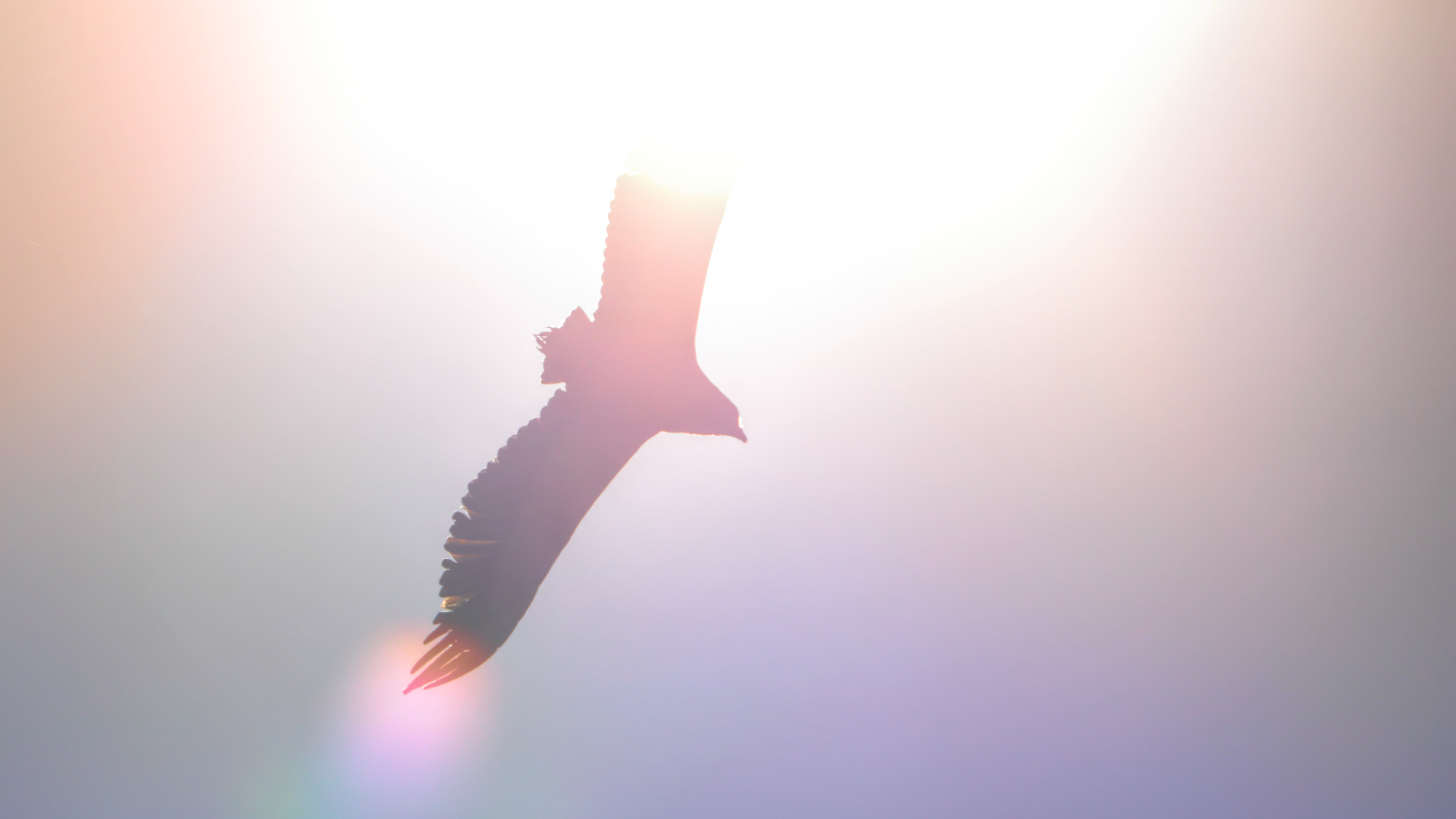 Battler eagle in flight