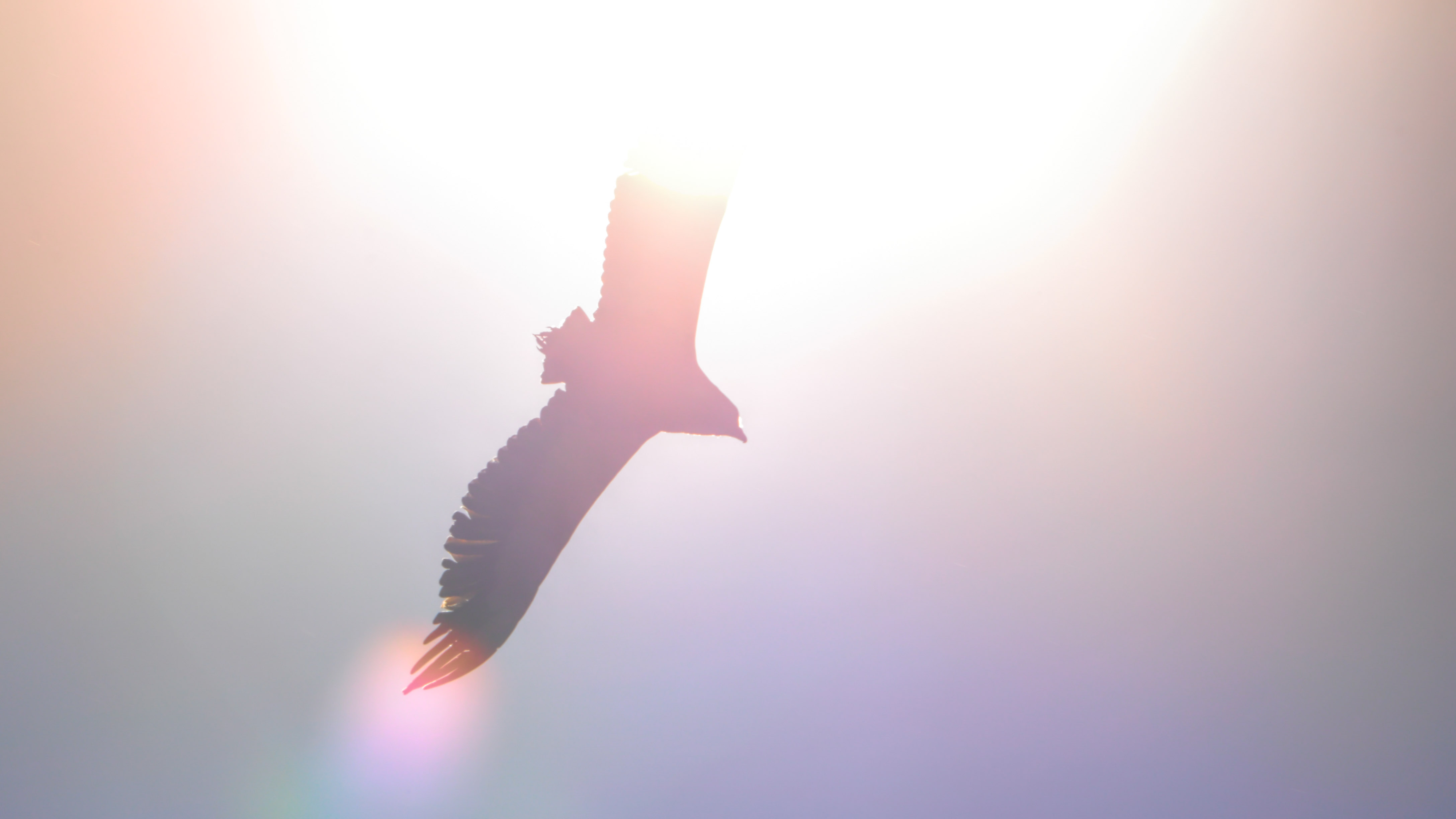 Bateleur eagle in flight