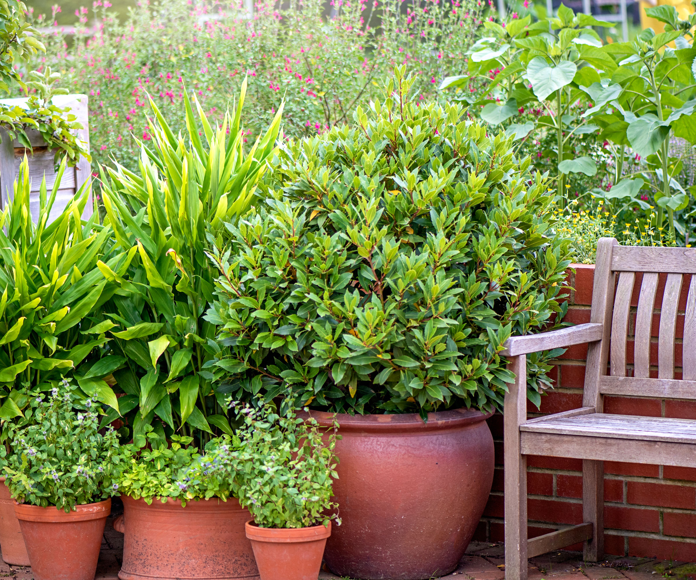boxwood shrub and other container plants near bench in backyard