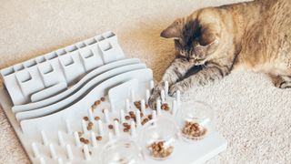 A cat eating from a slow feeder