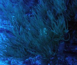 black-coral-blue-101027