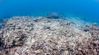 A dead coral reef.