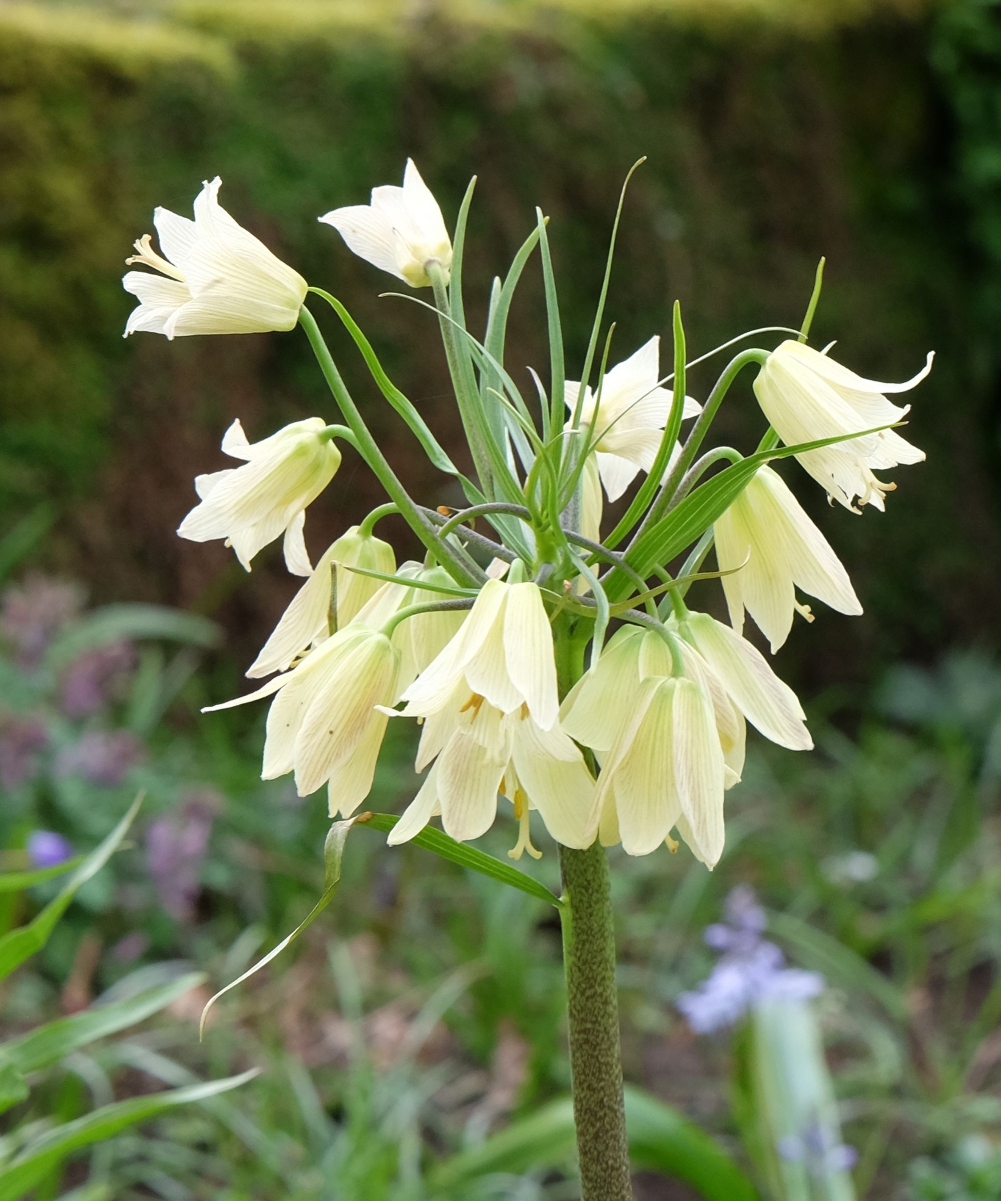Fritillary Imperialis