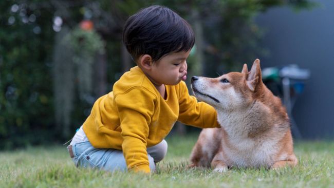Shiba Inu: Breed profile | PetsRadar