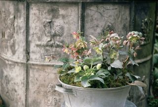 container gardening ideas: hellebores with moss