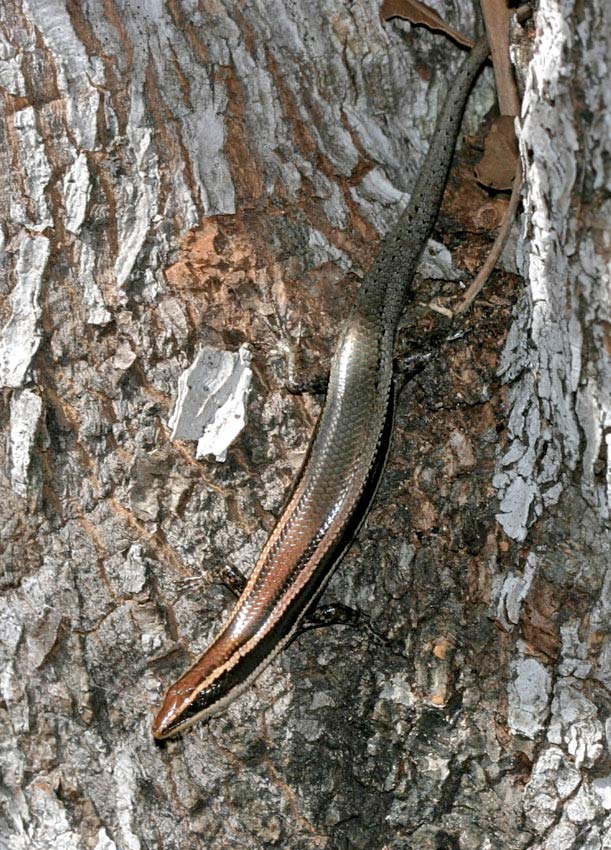 24-new-lizard-species-identified-from-caribbean-live-science