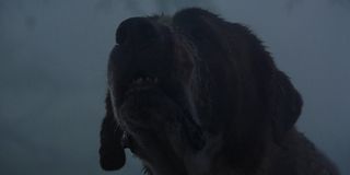 Cujo infected with rabies in Cujo