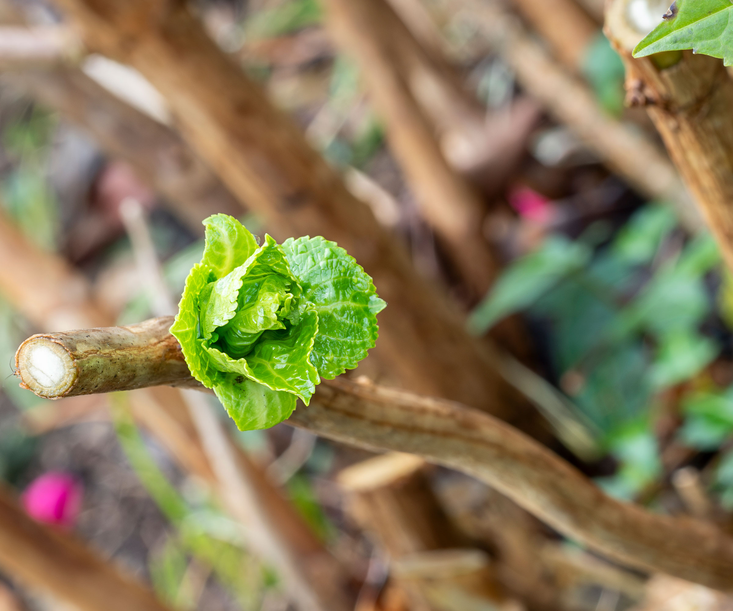 hydrangea bud with young leaves on old wood
