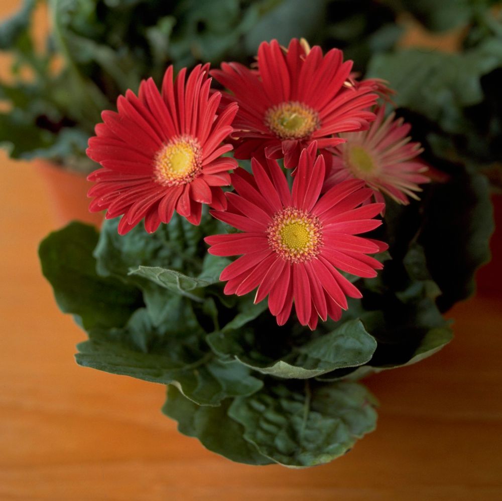 New Lidl plants encourage us to bring the great outdoors in Ideal Home