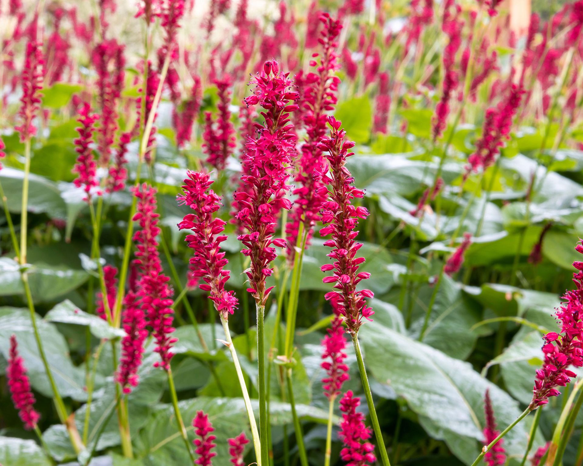 Persicaria varieties: 16 stunning varieties to grow | Gardeningetc