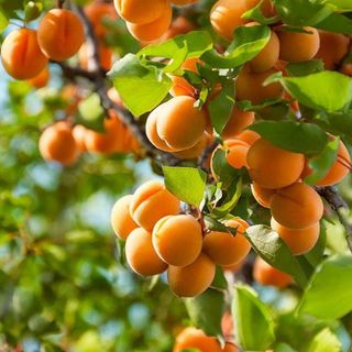 peaches growing on a tree