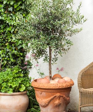 Olive tree in pot on a garden terrace