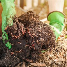 green gloved hands holding garden earth and red wiggler worms up close