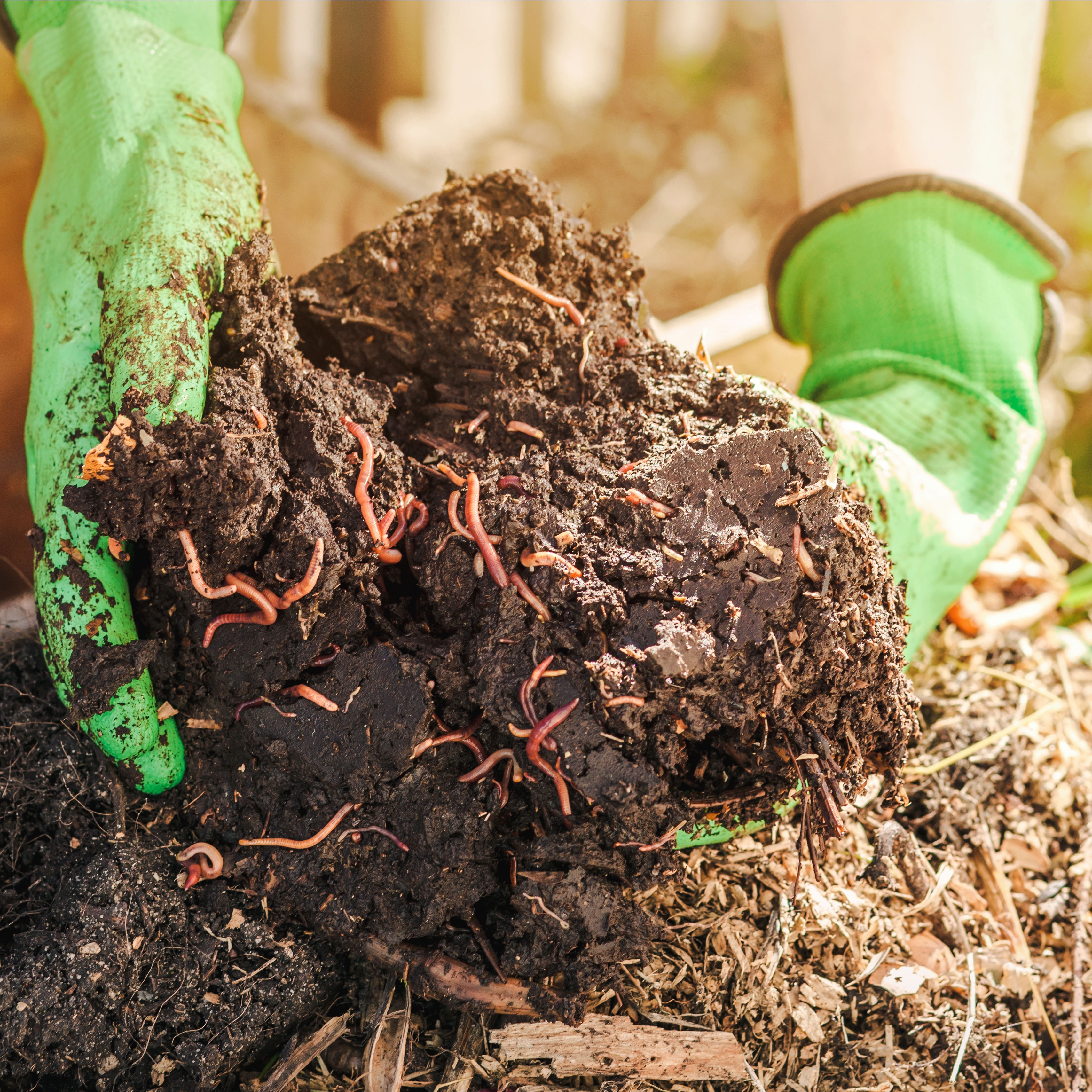 green gloved hands holding garden earth and red wiggler worms up close