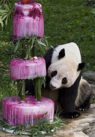 He may not have blown out any candles, but Washington’s famous giant panda off-spring, Tai Shan, officially celebrated his fourth birthday with singing, guests and a massive, three-tiered veggie-sicle cake.