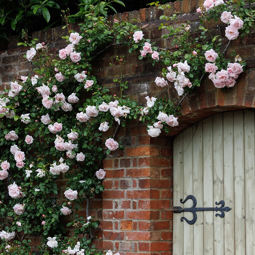 Rosa New Dawn | Climbing Rose