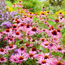 Pink Echinacea purpurea coneflower 'Rubinstern' in flower