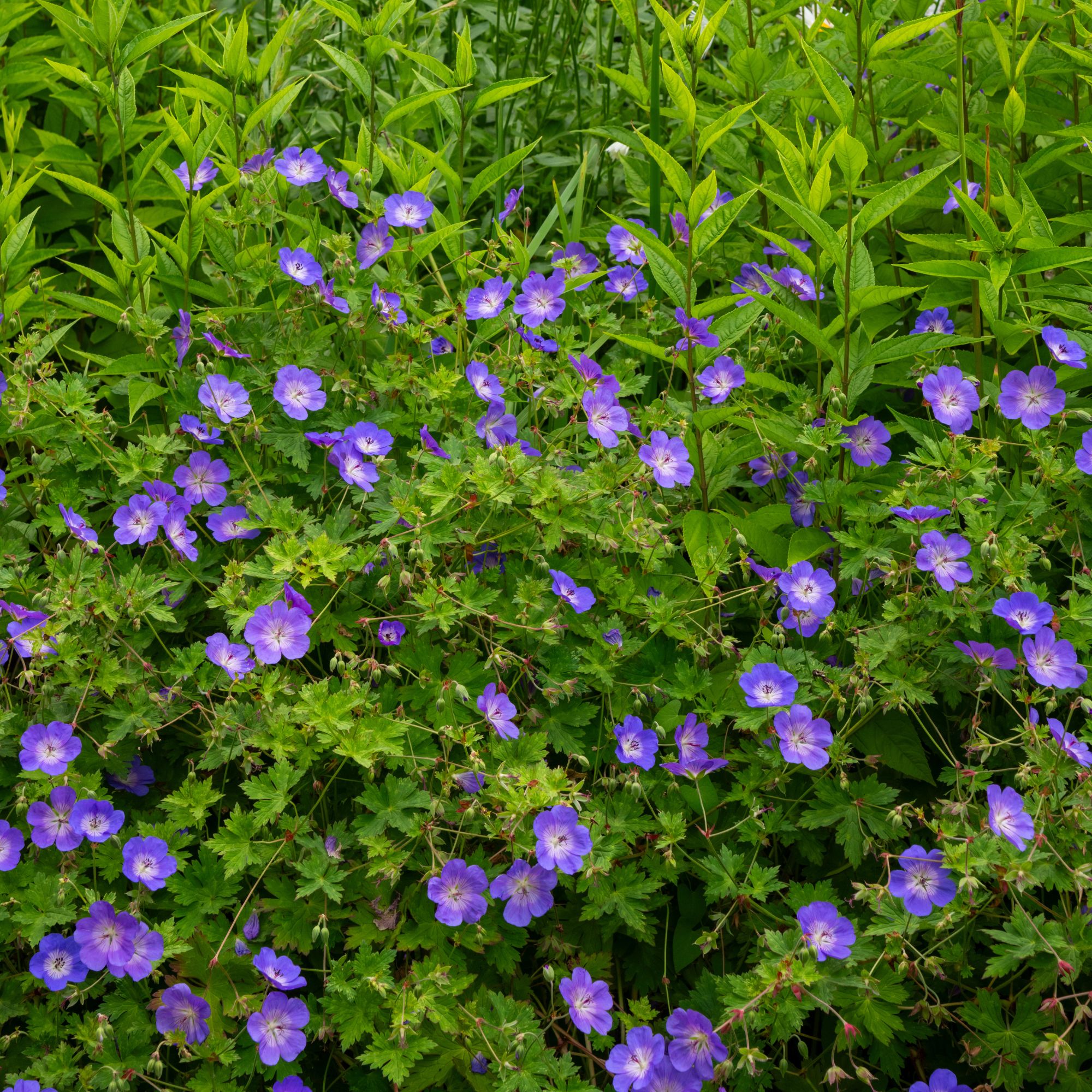 Geranium Rozanne flowering in garden border