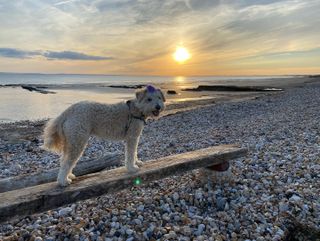 Scooter Surf Therapy Dog