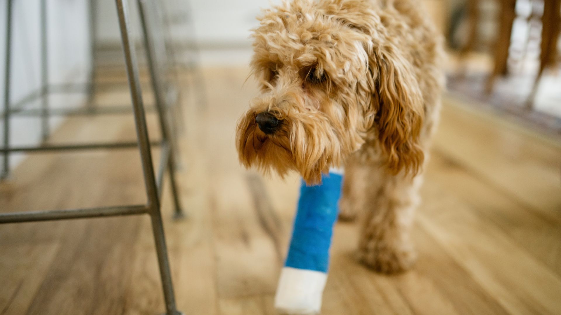 Dog with blue bandage on