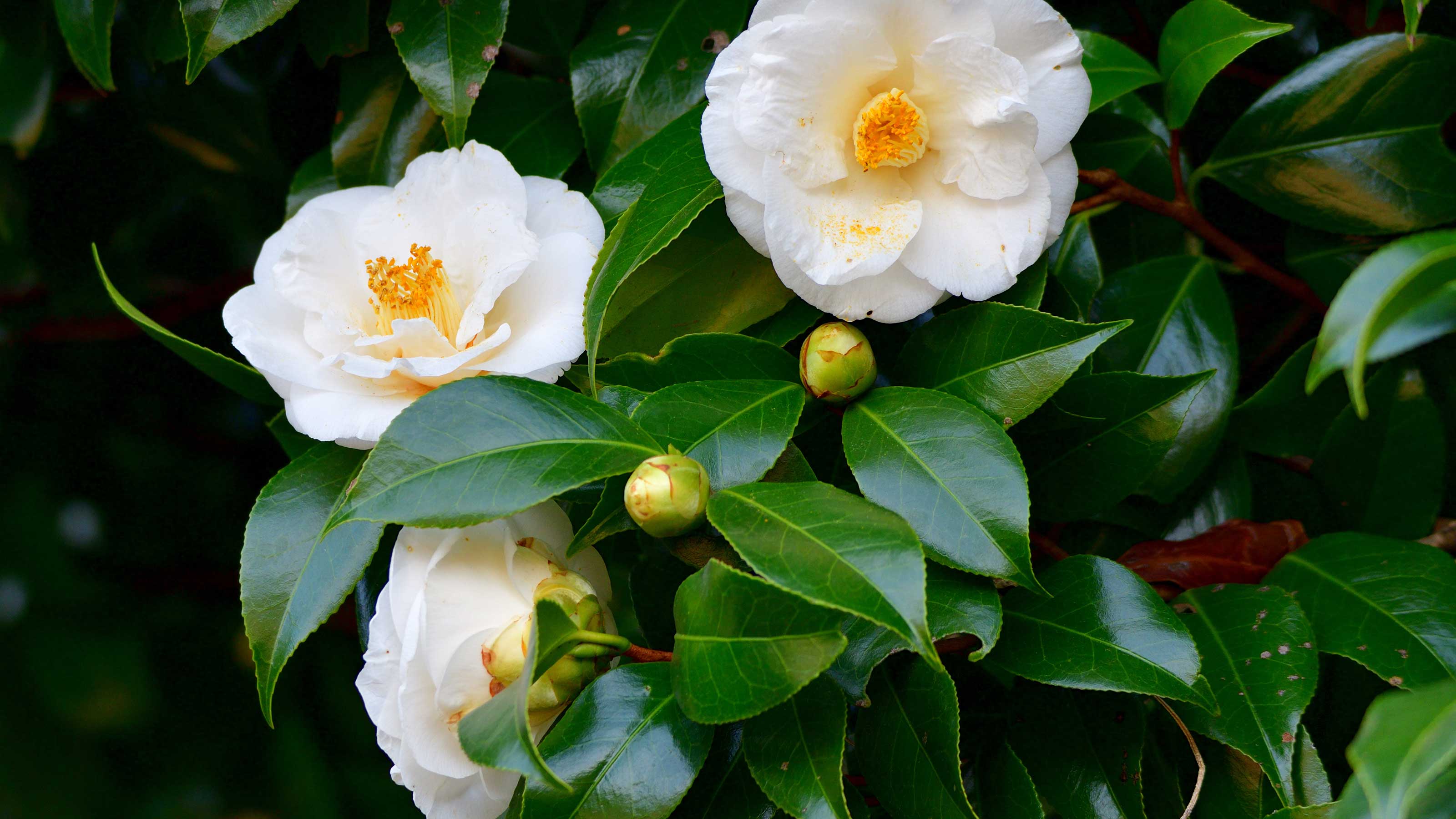Quick deliveryShade and soil are key to caring for your camellias ...