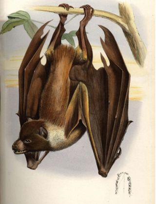 A 1882 illustration of the Mortlock flying fox from Proceedings of the Zoological Society of London.