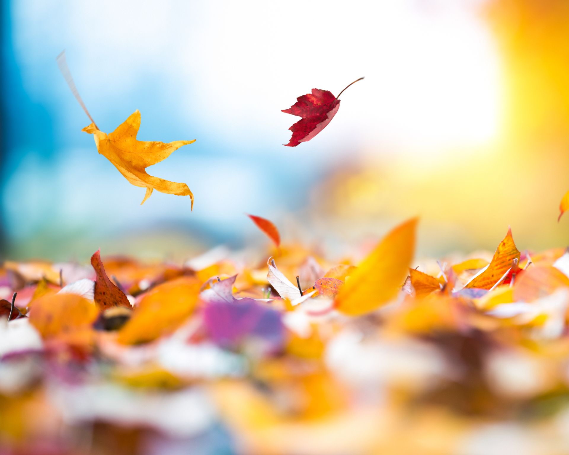 Autumn leaves falling to the ground