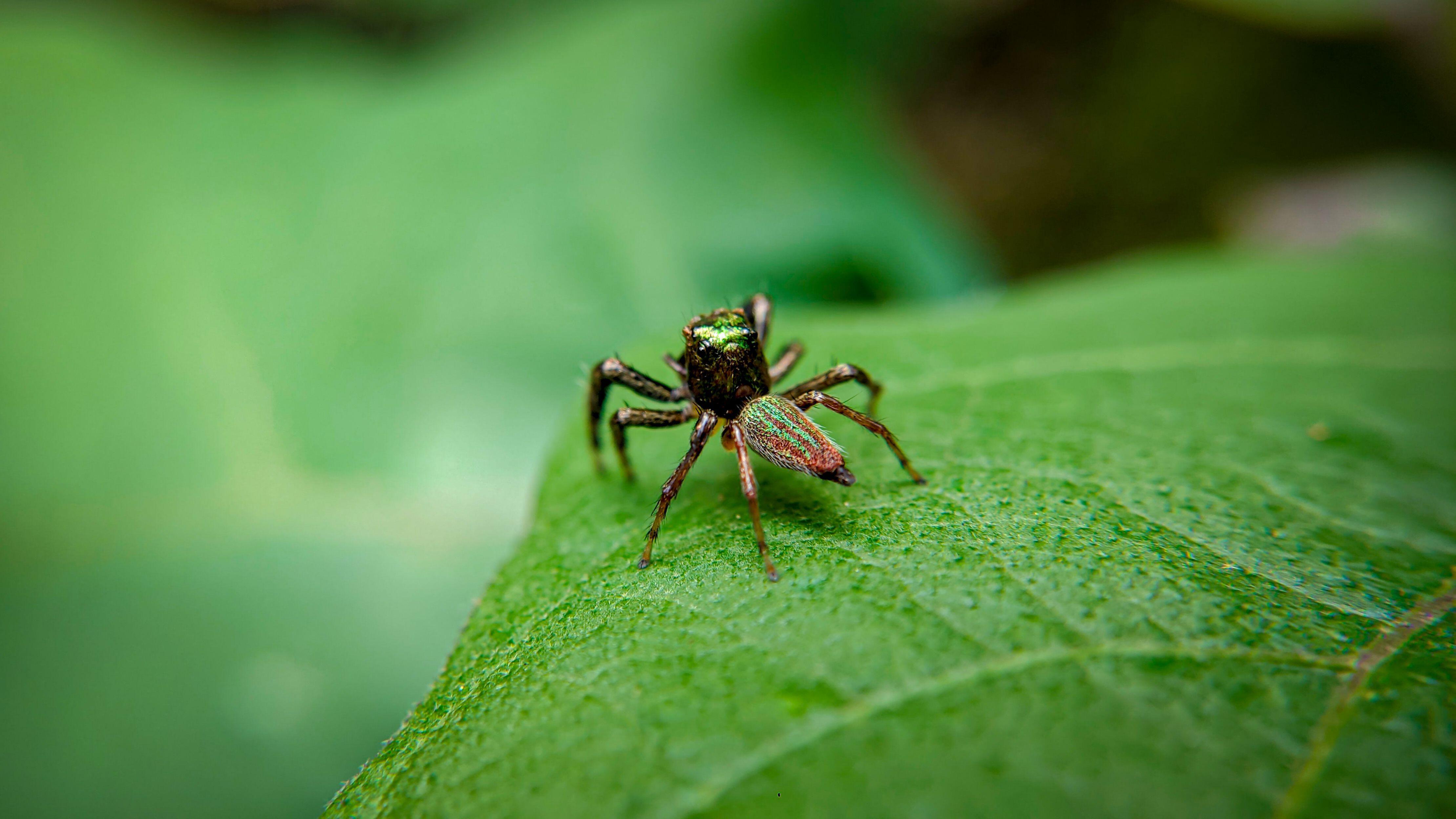 Small emerald green spider on a leaf.