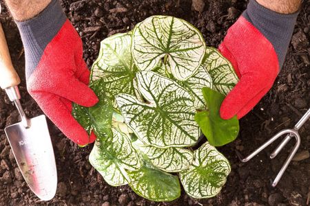 Caladium planting