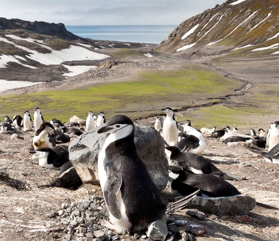 Chinstrap penguins at Baily Head on Antarctica&#039;s Deception Island. 