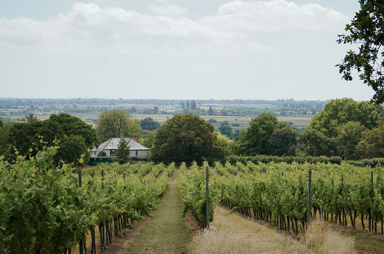 Gusbourne's vineyard