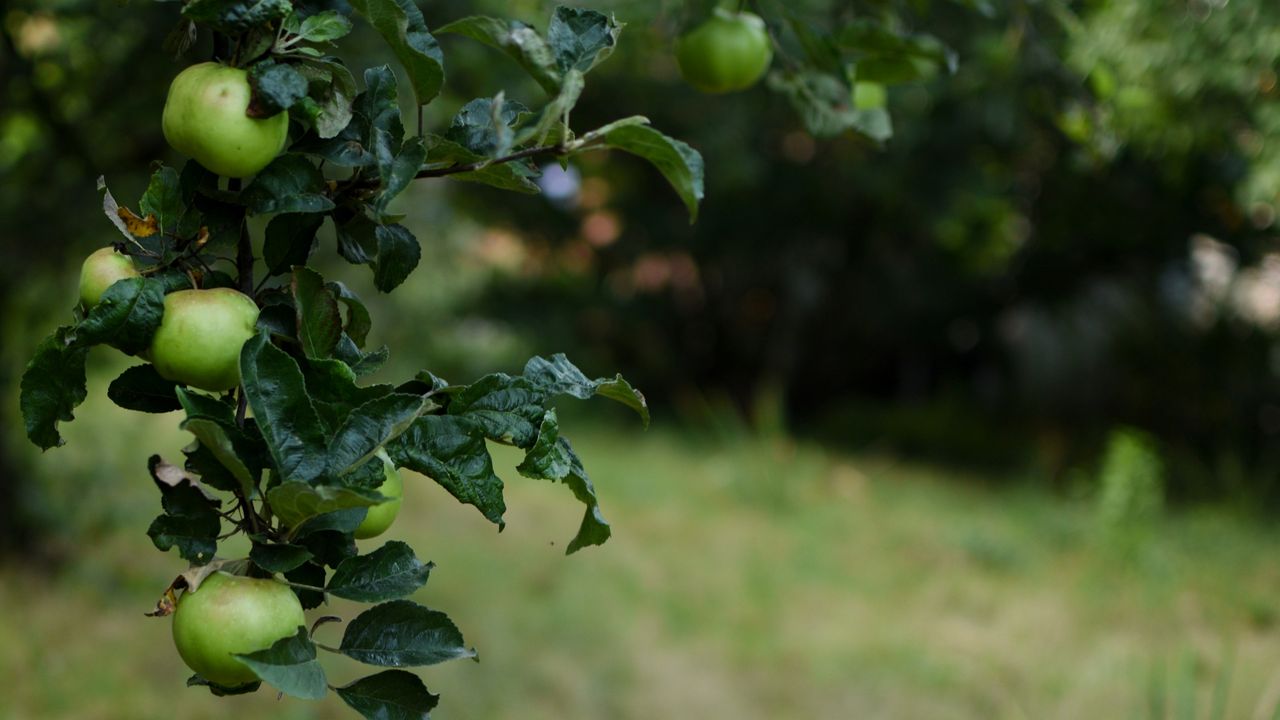 apple tree