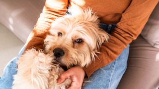 Dog lying on woman's lap