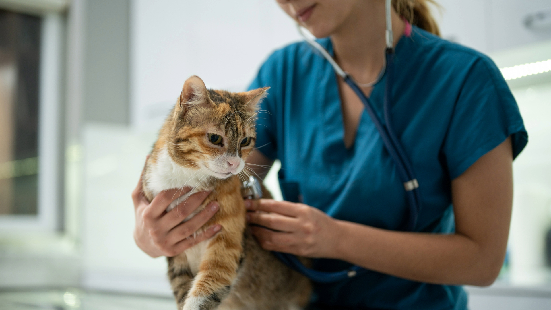 Vet checking a cat