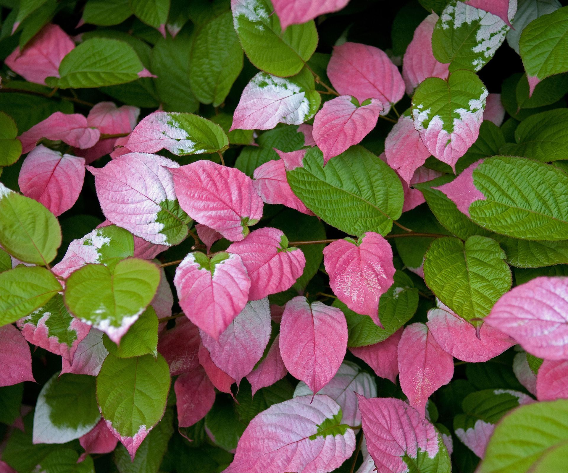 Pink and green foliage of Actinidia kolomikta, also known as kiwi vine