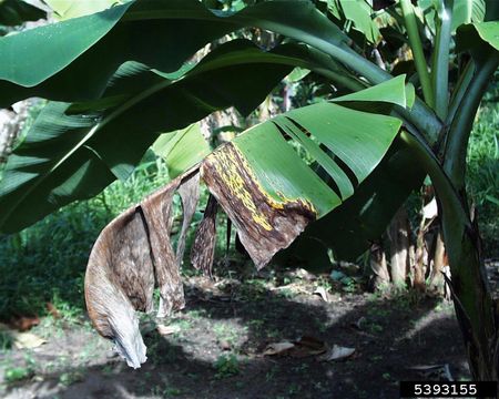 banana disease