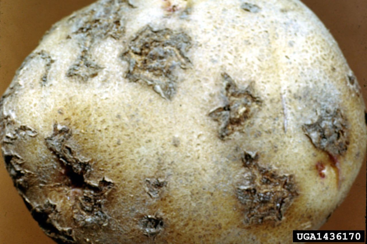 Scab Disease On A Potato