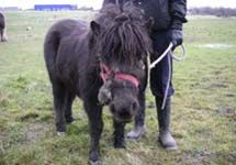 Susie_2_-_credit_RSPCA.JPG