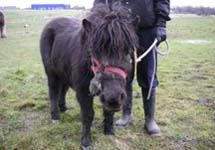 Susie_2_-_credit_RSPCA.JPG