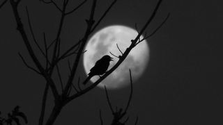 A bird is silhouetted in front of the moon