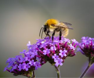 Bee of verbena