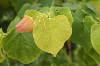 A close-up of the colorful rising sun redbud tree leaves